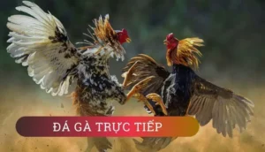 Thắng Đậm Đá Gà WS168 Tại WINVN Với Bí Kíp Cực Chất