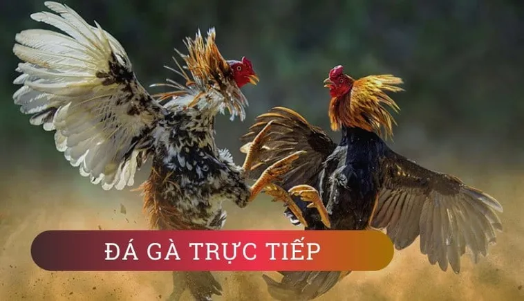 Thắng Đậm Đá Gà WS168 Tại WINVN Với Bí Kíp Cực Chất