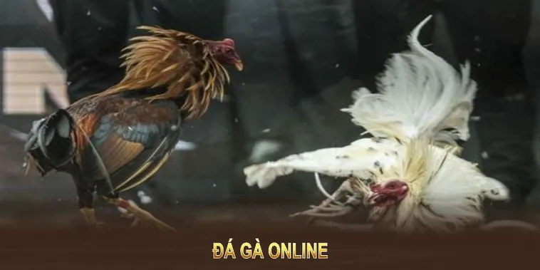 Thắng Đậm Đá Gà WS168 Tại WINVN Với Bí Kíp Cực Chất
